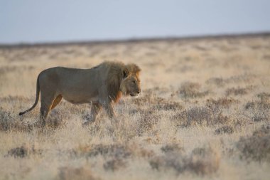 Erkek ve dişi aslan kuru çimenlerde yürüyor.