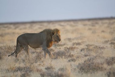 Çöldeki bir erkek aslanın güzel bir fotoğrafı.