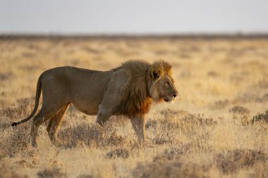 Aslan erkek vahşi doğada