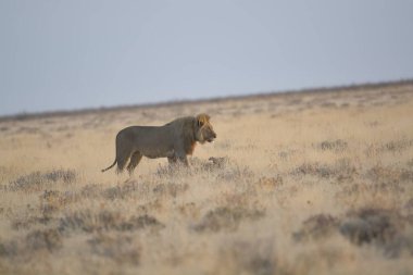 Kenya bozkırında dişi aslan.