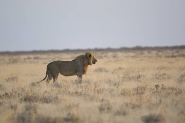 Savanada yürüyen aslan (panthera leo)