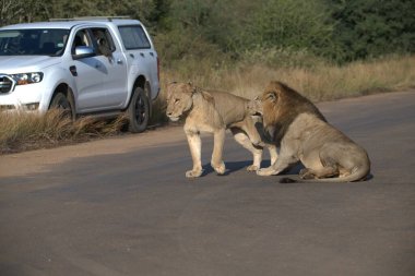 Güney Afrika 'daki Kruger Ulusal Parkı' nda aslan ailesi.