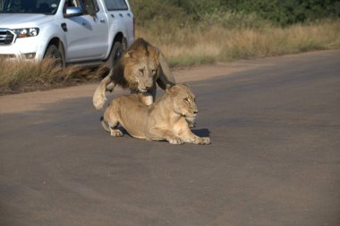 Afrika bozkırında annesiyle birlikte bir aslan.