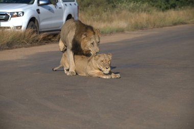 Aslan yavrusu yolda..