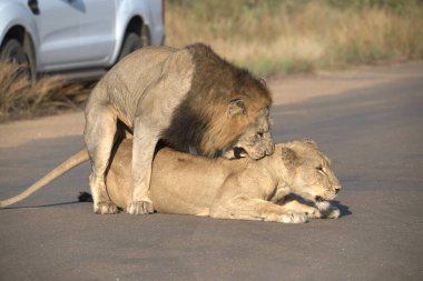 Güney Afrika 'daki Kruger Ulusal Parkı' ndaki aslanlar.