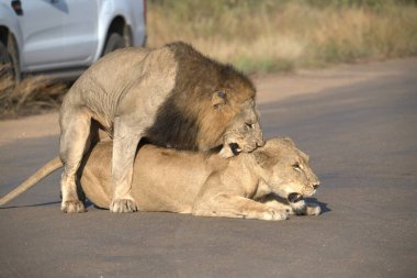 Afrika savanındaki aslan.