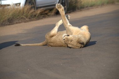 Aslan Kruger Park 'ta yolda yatıyor.