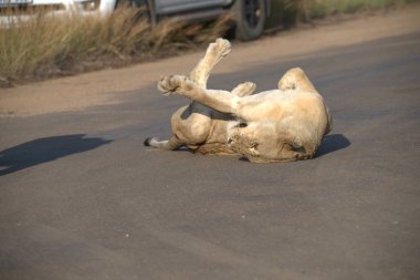 Köpek yolda yatıyor.