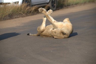 Tayland hayvanat bahçesindeki siyah aslan