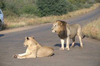 Afrika aslanı Kruger National park, Güney Afrika