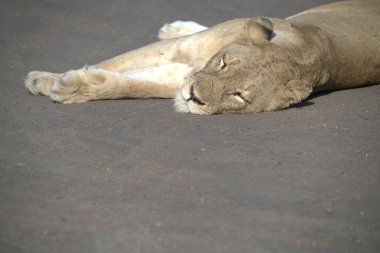 Yerde yatan bir aslanın yakın plan çekimi.