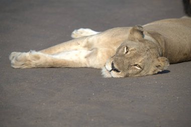 Aslan uyurken güzel bir poz.