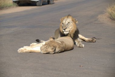Aslan ve erkek aslan yolda dinleniyor, namibya