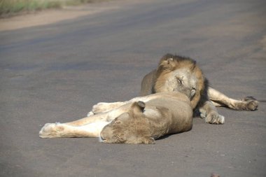 Aslan toprakta uyuyor.
