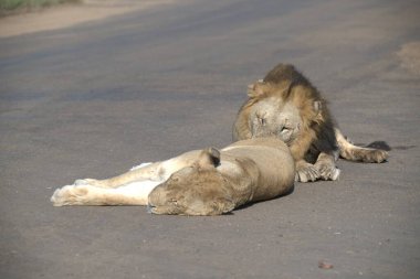 Aslan yolda uyuyor.