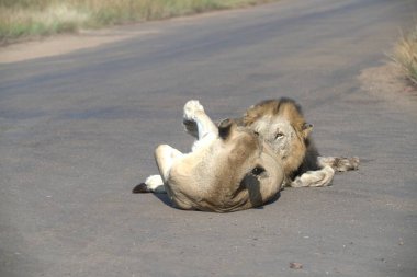 Aslan yerde yatıyor.