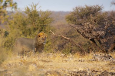Aslan ın kruger national park, Güney Afrika