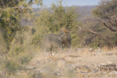 Bir dişi aslanın savanadaki yakın çekimi.