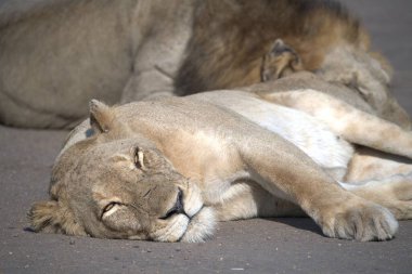Aslan yerde uyuyor.