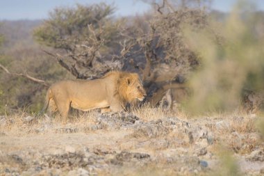 Güney Afrika 'daki Kruger parkında bir aslan..