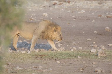 Afrika 'da savanadaki aslan