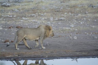 Güney Afrika 'daki Kruger parkında aslan var..