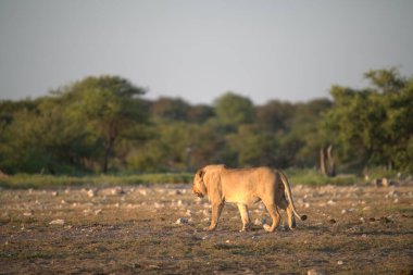 Çölün ortasında vahşi hayvanlar ve doğa