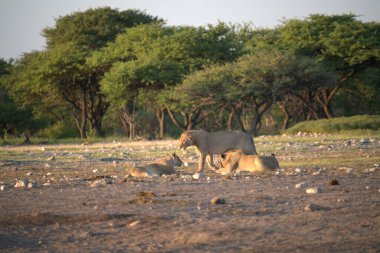 Etoşa Ulusal Parkı, Namibya 'da bir çift aslan.