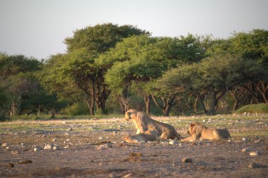 Savanadaki bir grup aslan.