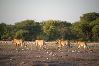 Afrika bozkırlarında güzel beyaz antilop