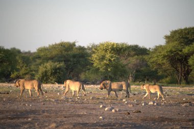 Savanada yürüyen bir grup fil.