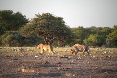 Afrika bozkırlarında bir grup fil.