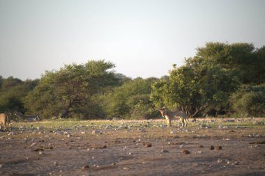 Güney Afrika Kruger Park 'ında zürafa.