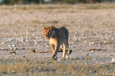 Namibya bozkırında bir aslan