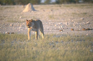 Vahşi köpek, Afrika savanı, Güney Afrika