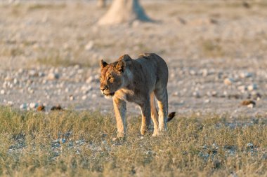 Afrika aslanı Kruger Ulusal Parkı, Güney Afrika