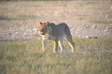 savana vahşi hayvanlar