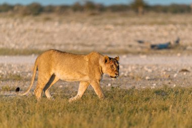 Savanada yerde yürüyen bir aslan.