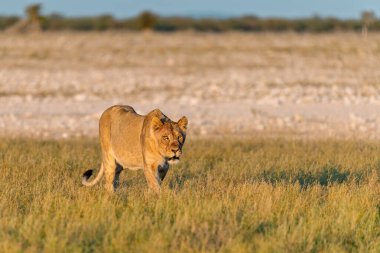 Kenya 'daki Afrika savanındaki aslan.