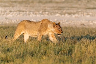 Aslan yavrusu çimlerde