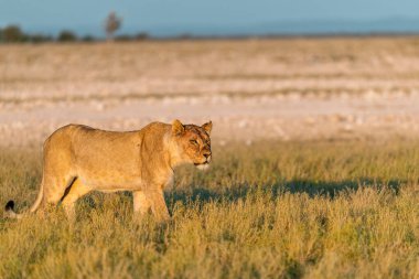 Namibya 'da Etoşa' da aslan