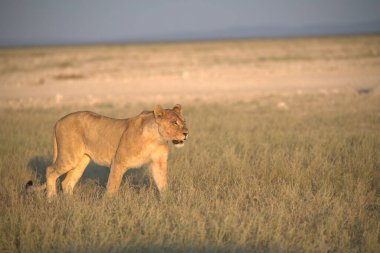 Aslan Kenya Milli Parkı