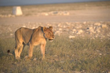 Afrika savanındaki aslan.