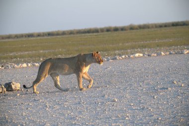 Vahşi Afrika Aslanı, Etoşa Ulusal Parkı, Namibya
