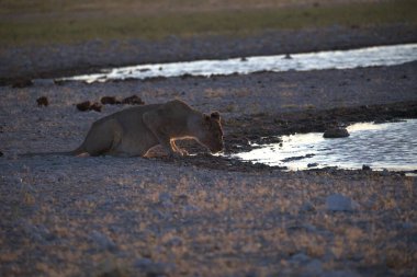 Sudaki genç bir aslanın güzel bir görüntüsü.