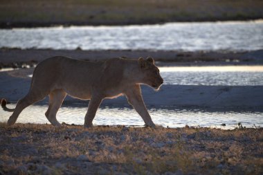Güney Afrika 'daki ulusal parktaki vahşi Afrika aslanı.