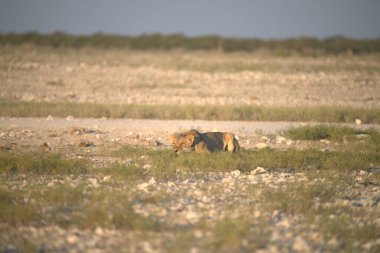 Akşamları Afrika savanasında vahşi bir aslan