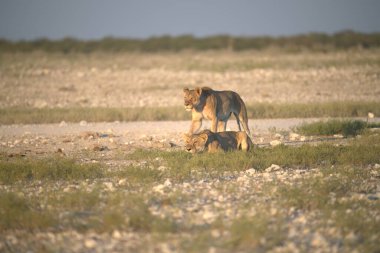 Çölde vahşi bir köpek