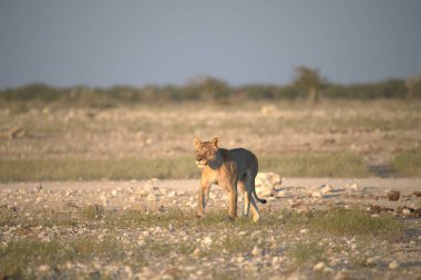 Afrika aslanı, Panthera leo, bekar yetişkin erkek