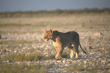 Vahşi doğada dişi aslan..